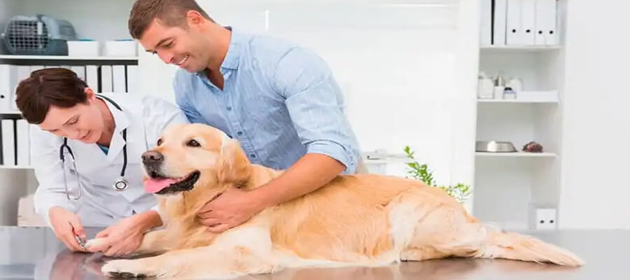  How to Train Your Dog to Accept Grooming and Vet Visits